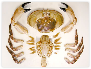 Crab Processing